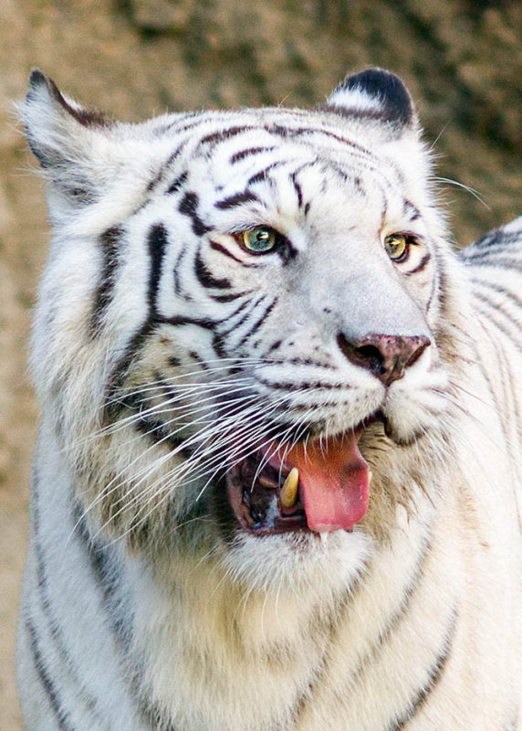 White tiger