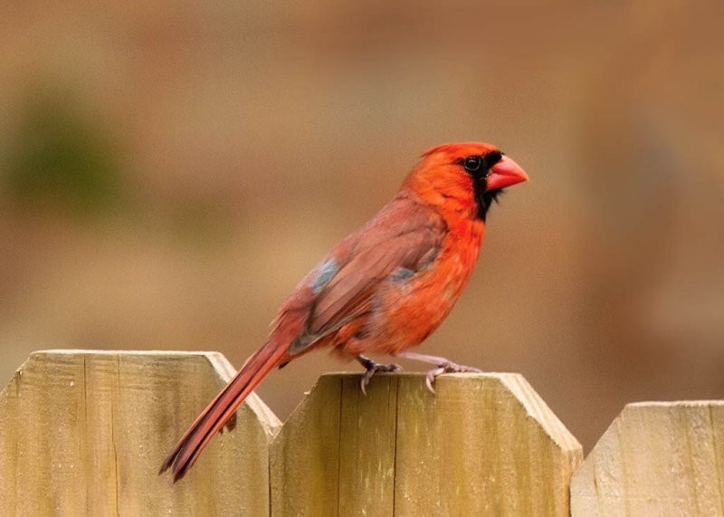 Northern Cardinal.