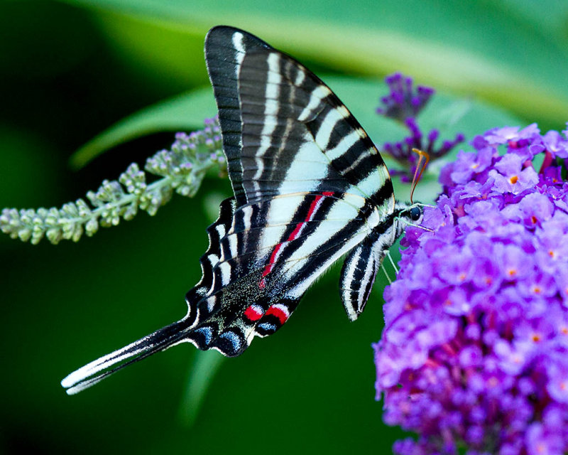Eastern Tiger Swallowtail