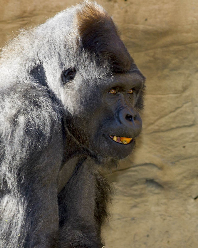 Gorilla