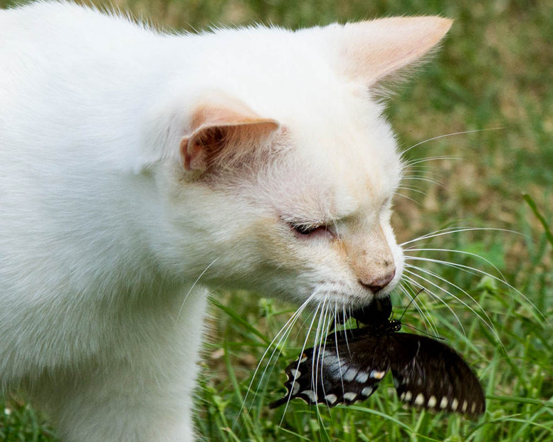 Snowball with Butterfly.