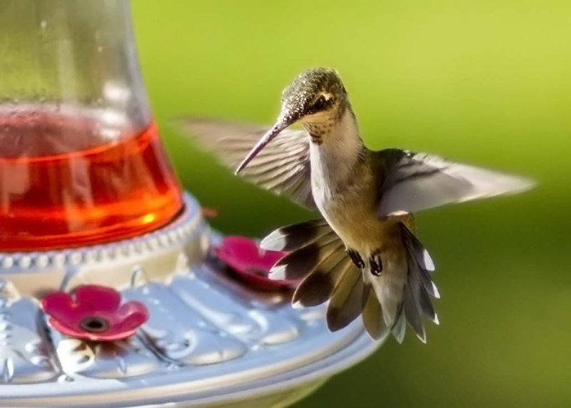 Hummer