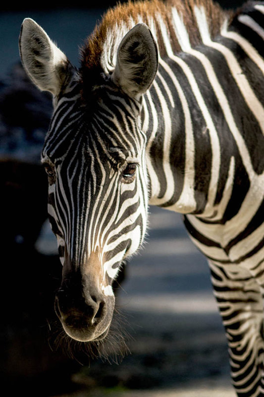 Zebra