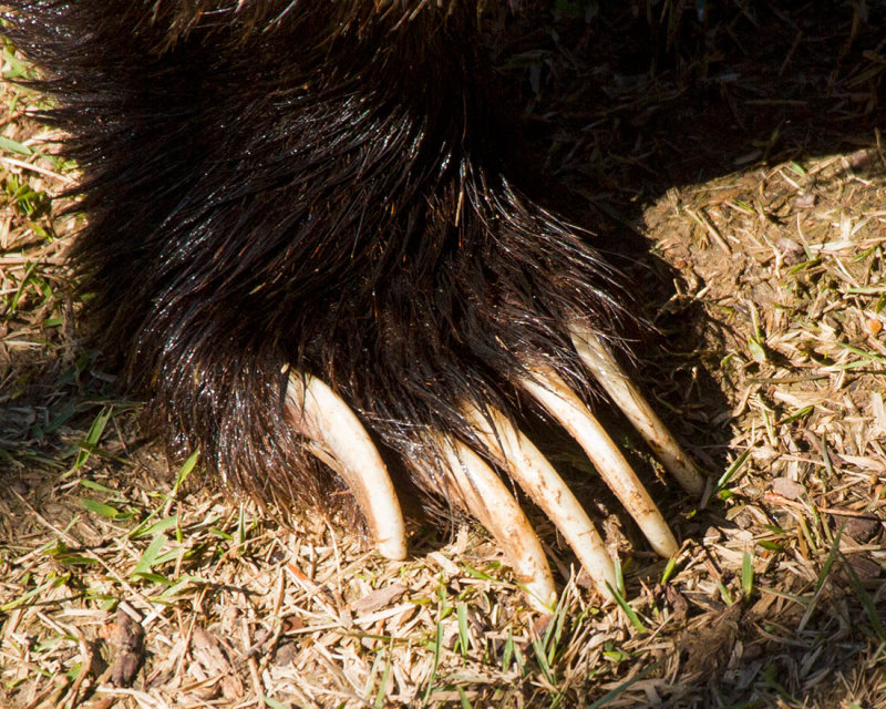 Anyone craving a bear claw?