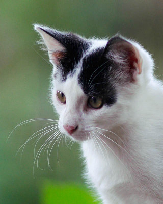 Kitten1