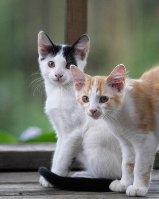 Kittens3