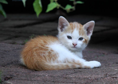 Another Kitten.