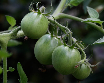 Green Tomatoes.