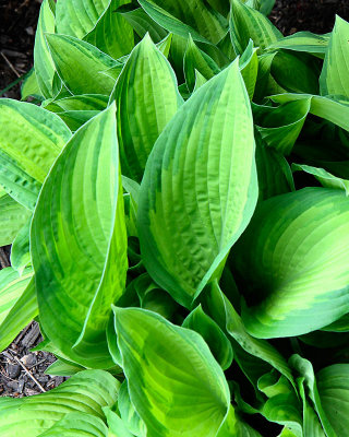 Hostas are popping up.