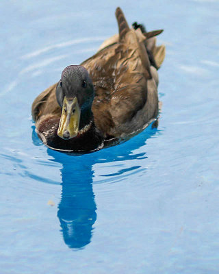 Duck in the pool