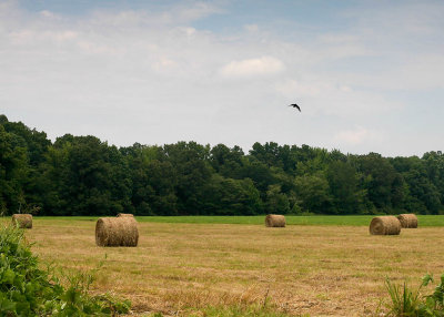 Hay rolls and turkey vulture
