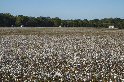 Cotton picking time.