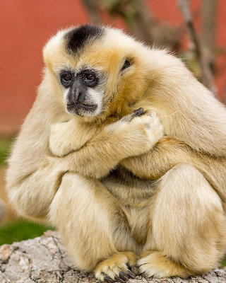 Female Golden-Cheeked Crested Gibbon
