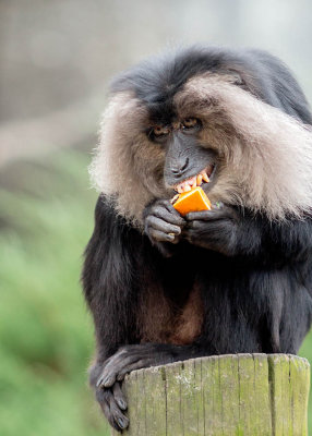 Lion-tailed Macaque