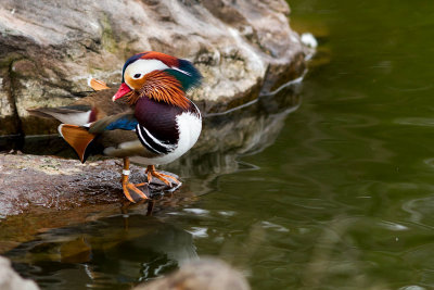 Mandarin duck