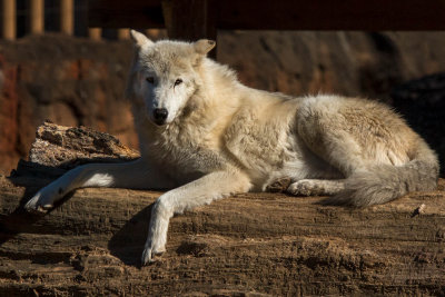 Timber wolf