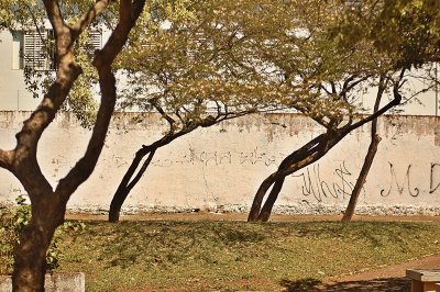 Trees and Wall