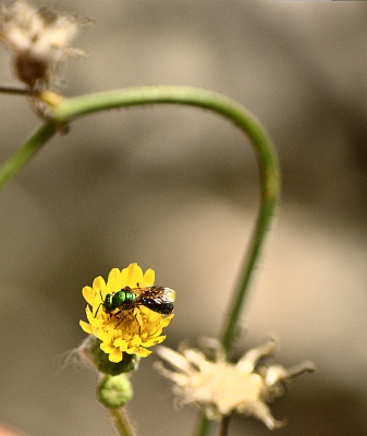 Garden Residents