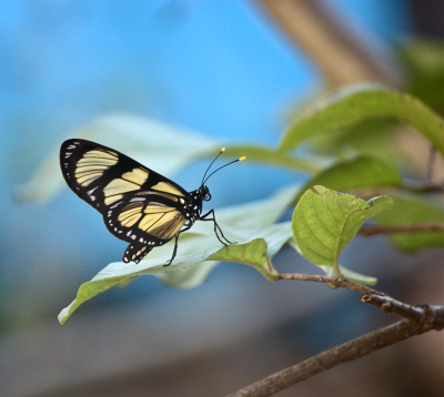 Butterfly, Goiaba