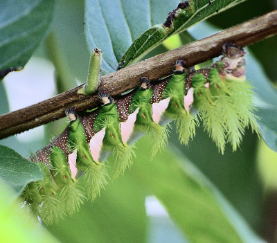 Lonomia (3)