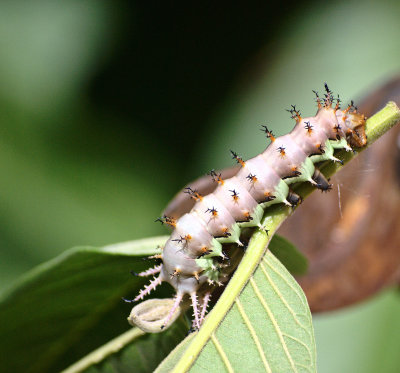 Lonomia sp. (?)