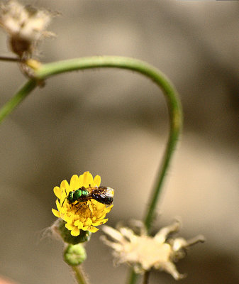 Green on Yellow