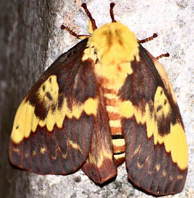 Royal Moth