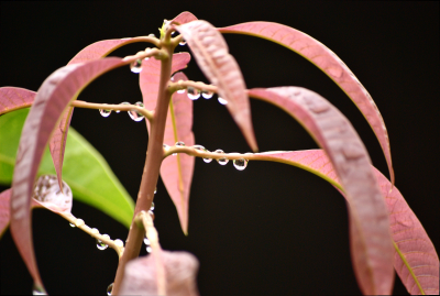 LeafDrops