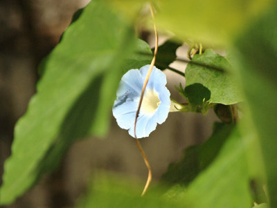 Morning Glory