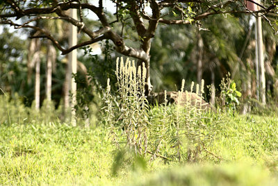 Plantscape