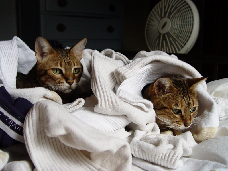 bonusEthel and Fred on laundry day