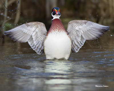 Ducks in the Pond