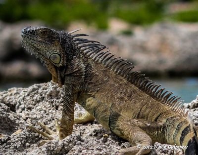 Iguana (Grand Cayman)