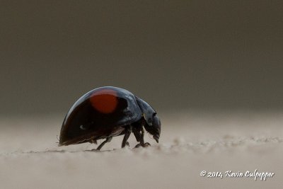 Ladybird