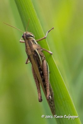 Grasshopper