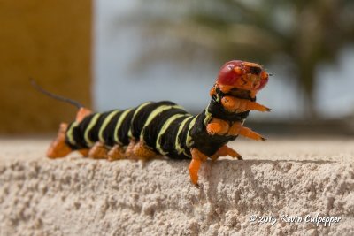 Frangipani Caterpillar