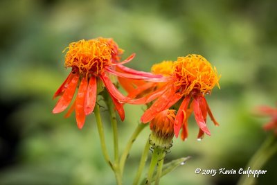 Tropical Flowers