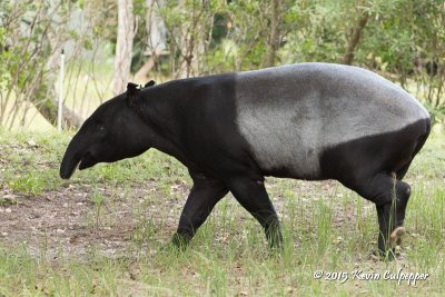 Malayan Tapir