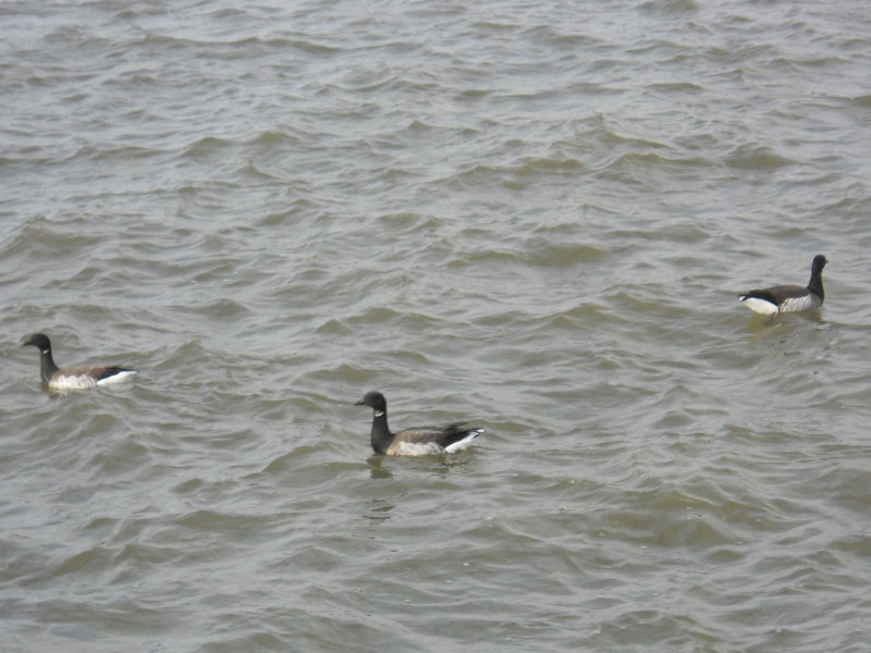 Dscn3632.jpg