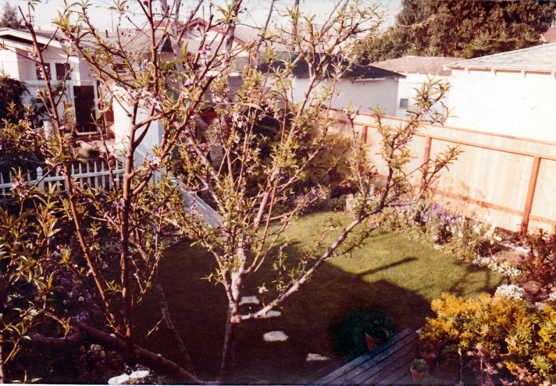 1314 Cabrillo Backyard 05.jpg