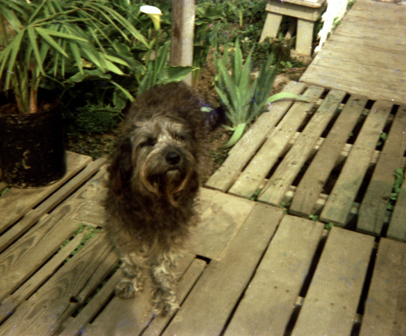 Beaver 01 from neg.jpg