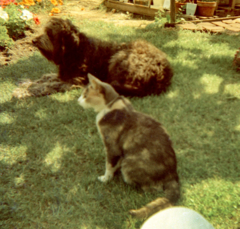 Zephyr and Beaver from neg.jpg