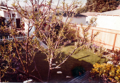 1314 Cabrillo Backyard 05.jpg