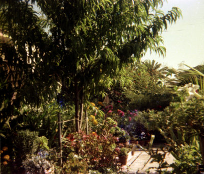 1314 Cabrillo Backyard 10 from neg.jpg