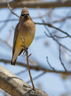 Cedar Waxwing