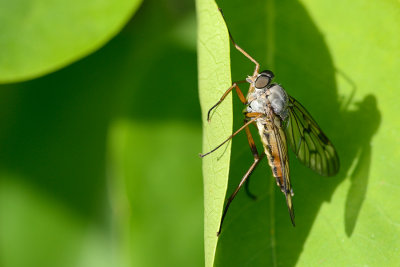 The downlooker snipefly, Rhagio scolopaceus, Almindelig sneppeflue 01