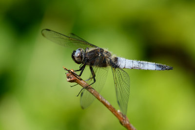 Blue Chaser, Libellua fulva, Spidsplettet Libel 10