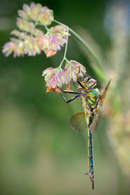 Brilliant Emerald, Somatochlora metallica, Glinsende Smaragdlibel 4