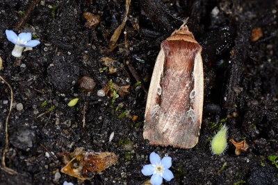 Flame Shoulder, Ochropleura plecta, Hvidrandet Jordugle 01