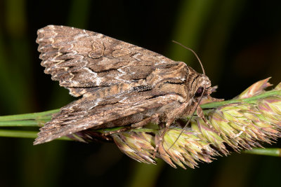 Dark Arches, Apamea monoglypha, Rodugle 5